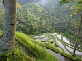 ubud-1