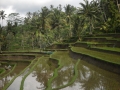 ubud-3